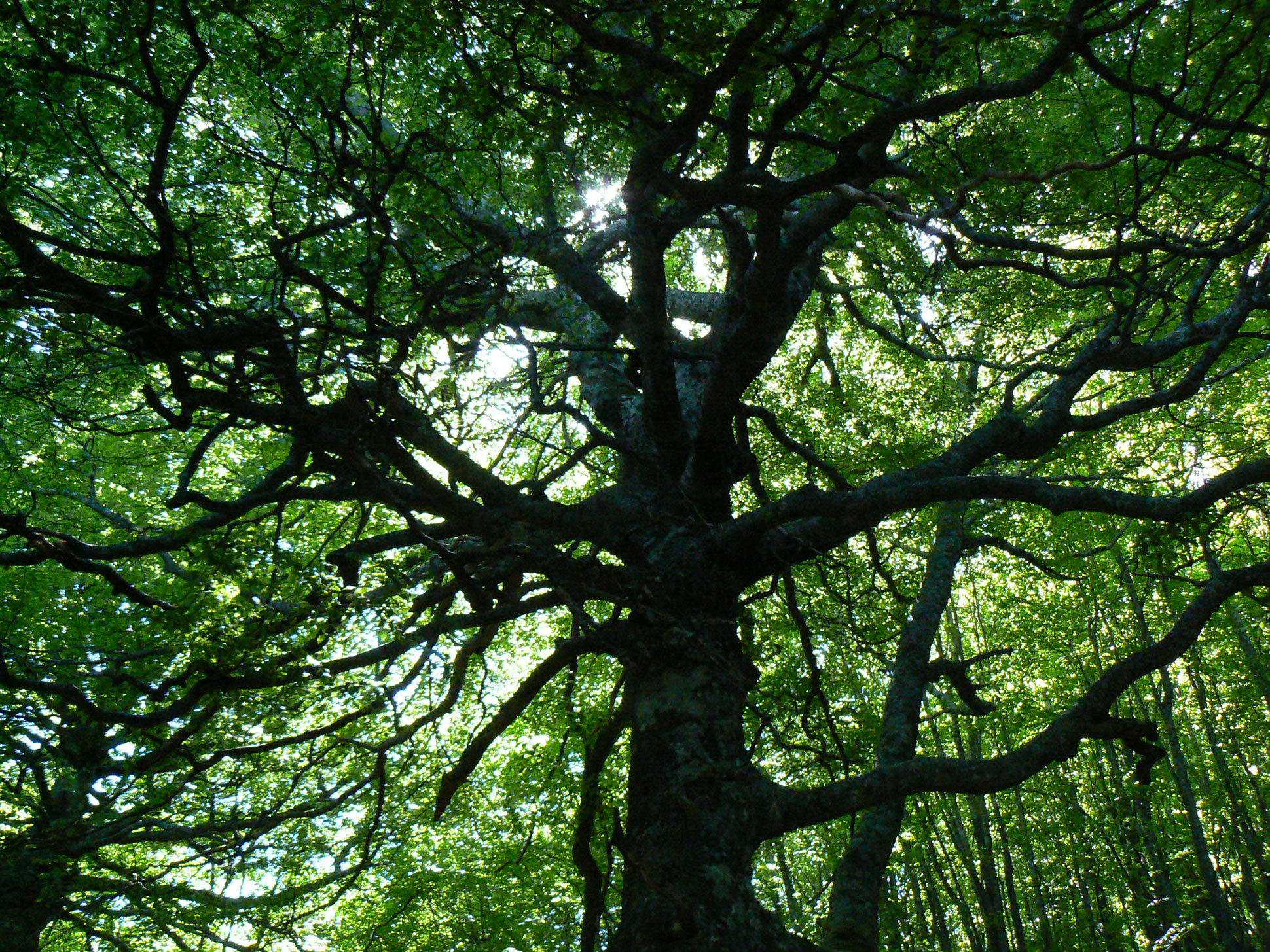 Ecosapiens – Educhiamo per Natura